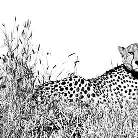 Gepard in schwarz weiss von Robert Styppa
