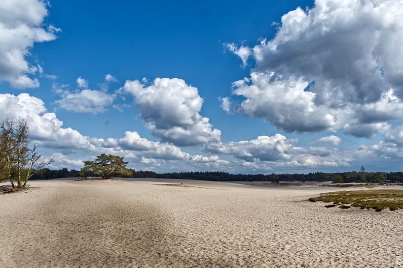 Soestduinen von Pictures by Van Haestregt
