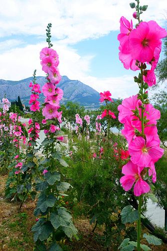 Prachtige malva's op het natuurlijke strand.