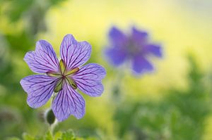 Ich und mein Schatten (lila Blumen, eine in der Sonne und eine im Schatten)