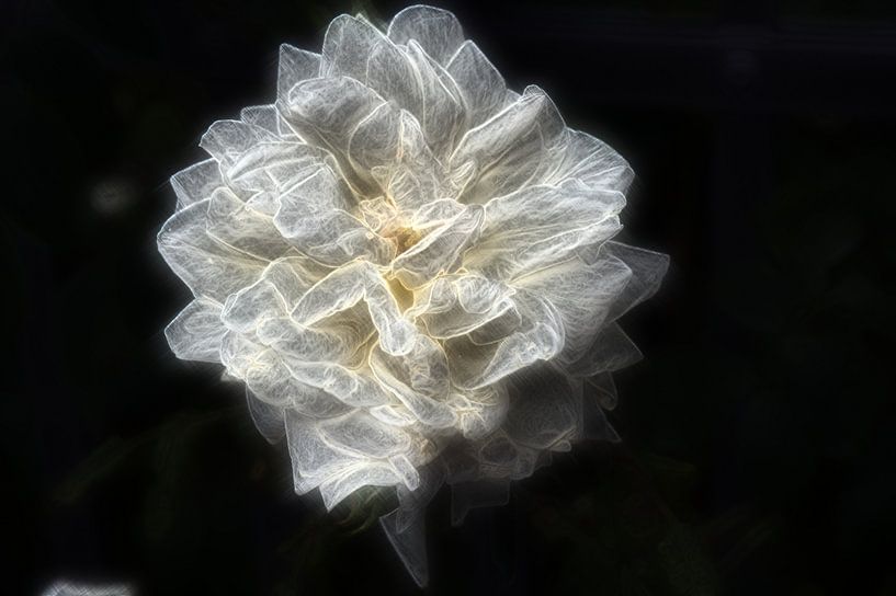 Rose 3 van Edgar Schermaul