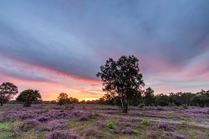 Zonsondergang op de paarse heidevelden! van Peter Haastrecht, van