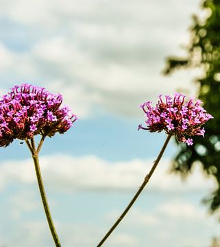 Bloemen & planten van Stef De Vos