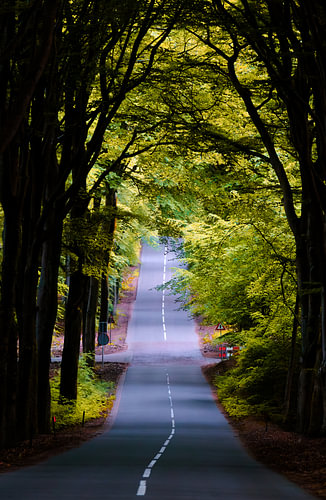 Road Beneath a Green Canopy