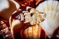 Schelpen in zachte focus