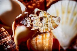 Schelpen in zachte focus by Liberty Biesma