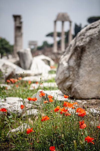 flowers in Foro Romano Rome by Eric van Nieuwland