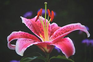 Lily