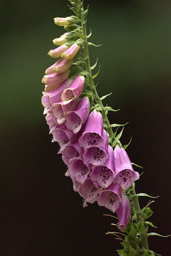 paars vingerhoedskruid 9