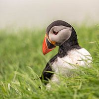 Perroquet plongeur dans l'herbe