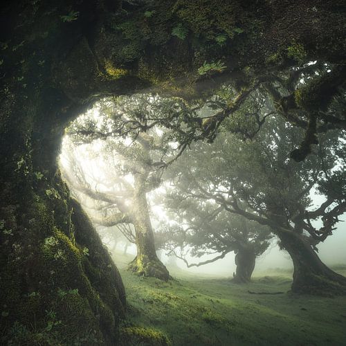 A Meeting Place and Time – Mystical Gathering of Trees