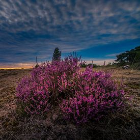 Blooming heath von Rob Eijfferts