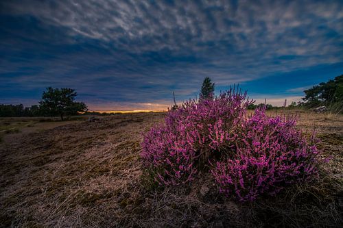 Heide in bloei