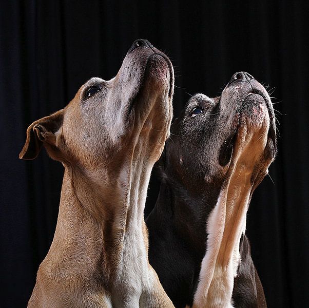 stafford terriërs by peterheinspictures