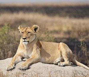 Op safari in Afrika: Leeuwin op de uitkijk (Serengeti, Tanzania) van Rini Kools