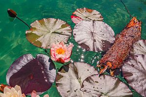 Waterlelies in helder groen water von Dafne Vos