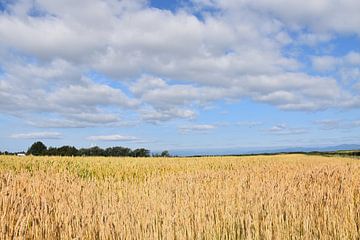 Un champ de blé en été sur Claude Laprise