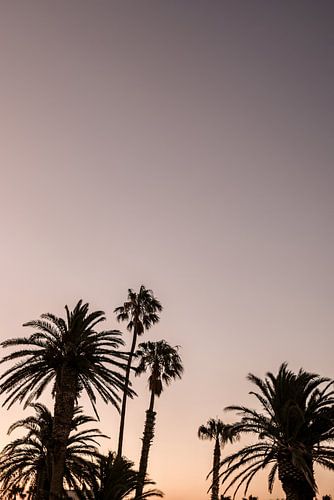 Twilight Palms