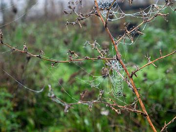 cobweb by hans kuhne
