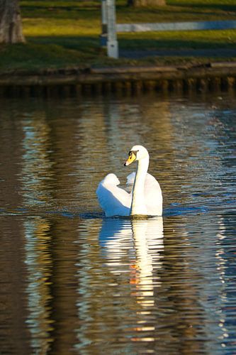 Witte zwaan, knobbelzwaan, op het water.