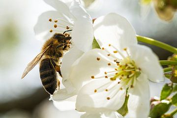 Bij in appelbloesem van Flatfield
