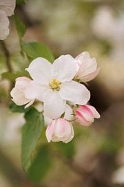 Apple blossom 'Romantic' by Dagmar Hijmans