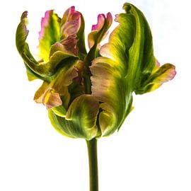 Art from nature by Annelies Martinot