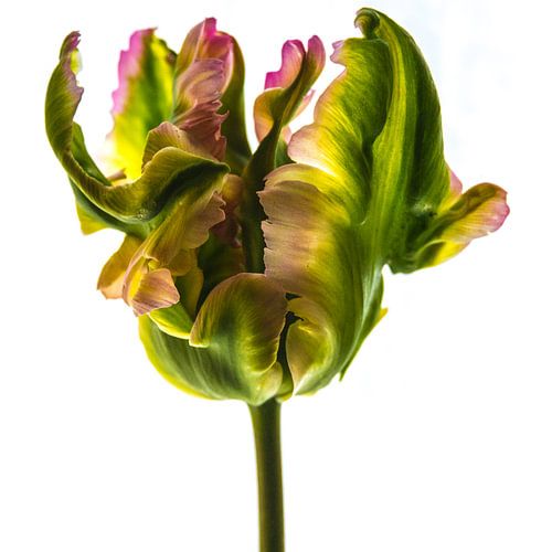 Kunst uit de natuur