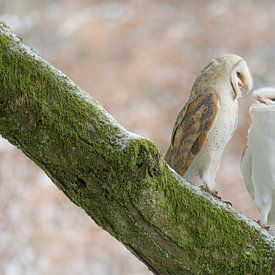 Deux chouettes effraies sur Thomas Herzog