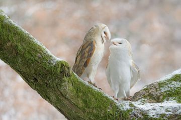 Deux chouettes effraies