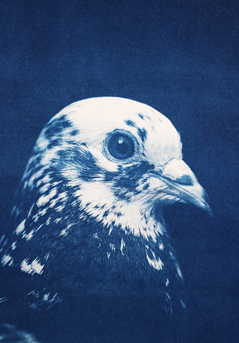 Pigeon in Indigo