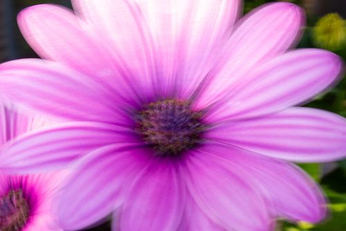 Intentional Movement African Daisy (Daisy)