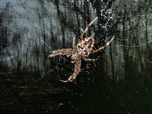 Im Netz der Spinne