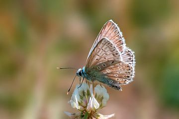 Common Blue butterfly sitting on a clover flower by Mario Plechaty Photography