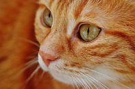 Close-up van rode kat van Atelier Liesjes thumbnail