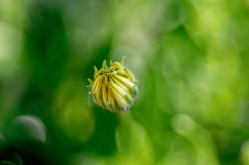 Bloemknop van Spaanse margriet