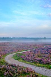 le paysage de Heathland pendant le lever du soleil en été sur Sjoerd van der Wal Photographie