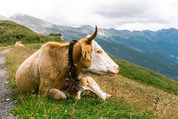 Koe in de Franse Alpen van Suzanne Spijkers