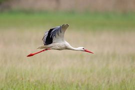 Witte ooievaar (Ciconia ciconia) van Dirk Rüter