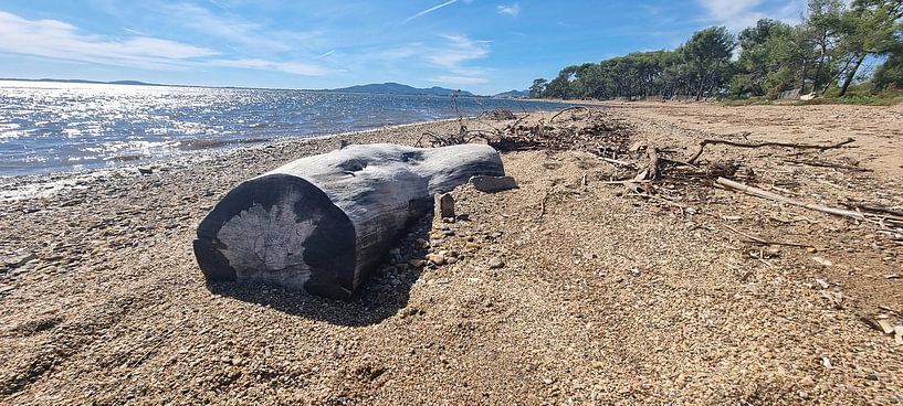 France Mediterranean coast: Weathered tree trunk by Sanne den Engelsman