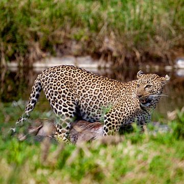 Leopard mit Gnu