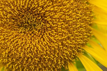 Sonnige Sonnenblume von Karin Riethoven
