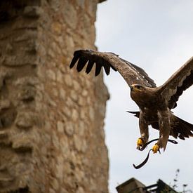 Roofvogel van Bram de Muijnck