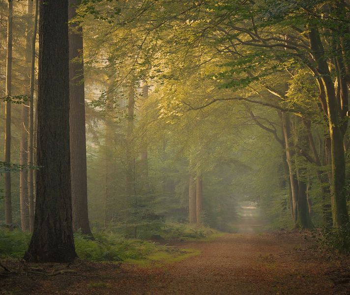 Speulderbos von Trudiefotografie