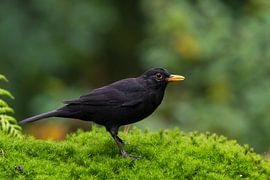 Le merle sur Merijn Loch