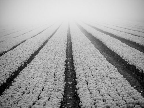 Tulips to the unseen