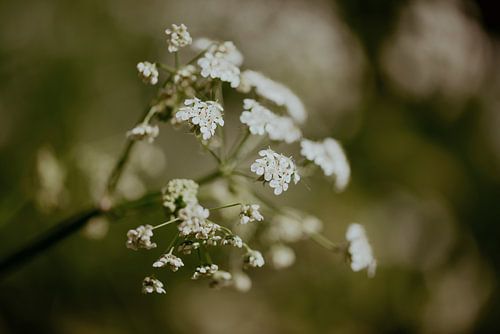 Fluitekruid in het bos
