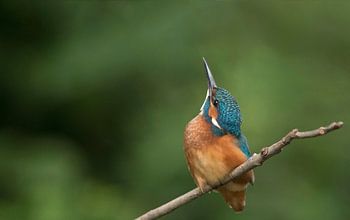IJsvogel omhoog kijkend