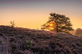 Sonnenaufgang auf der Posbank Veluwe