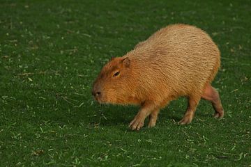 Een capibara op een smaragdgroen gazon van groen gras, een groot Latijns-Amerikaans knaagdier uit he